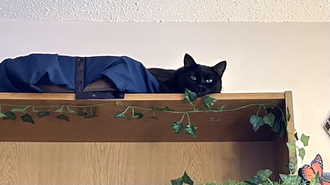 Black cat on the top of a bookcase. Her lower half is inside her cat bed (which is anchored and secured onto the shelf) and her upper half is onto the wooden shelf. Her chin is leaning over the edge as she looks in my direction with her sleepy green eyes.